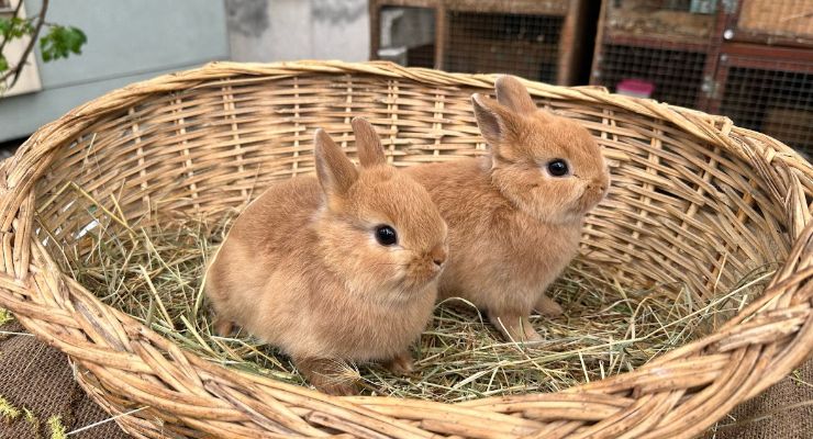 Aydın Büyümeyen Tavşan
