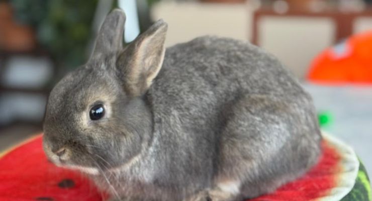 Aydın Ev Tavşanı