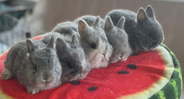 Aydın Evcil Tavşan