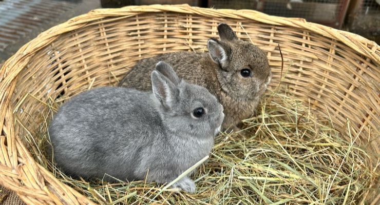 Aydın Yavru Tavşan