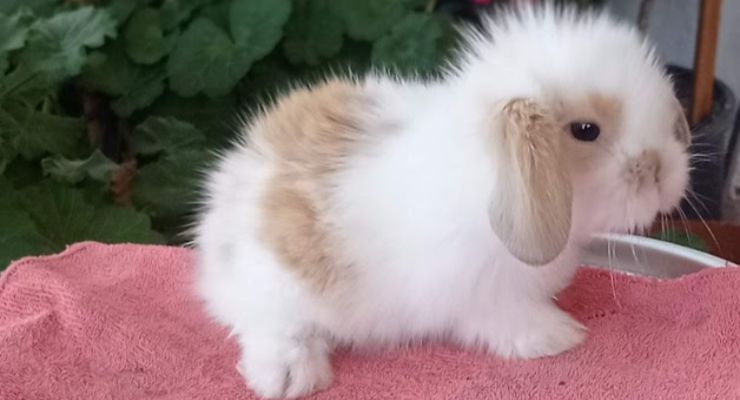 Aydın Hollanda Lop Tavşan